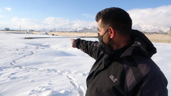 Yavrularıyla mahalleyi mesken tutan tilkiye balık ve et ikramı G5