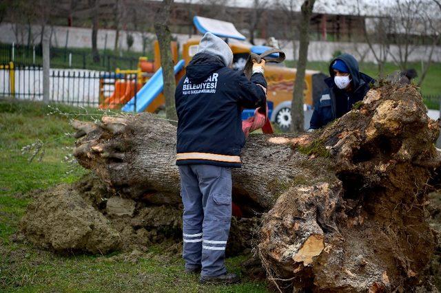 Avcılar Belediyesi asırlık ağaçları kurtarmaya devam ediyor