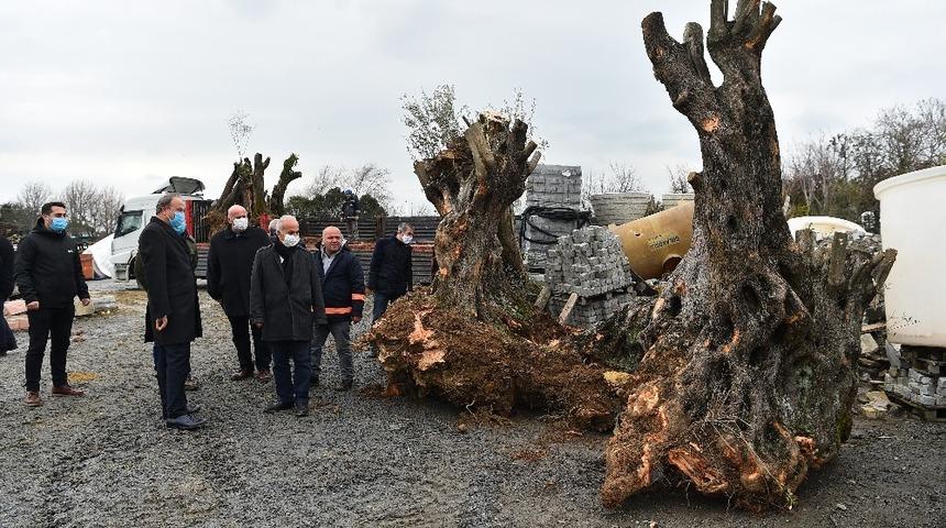Avcılar Belediyesi asırlık ağaçları kurtarmaya devam ediyor