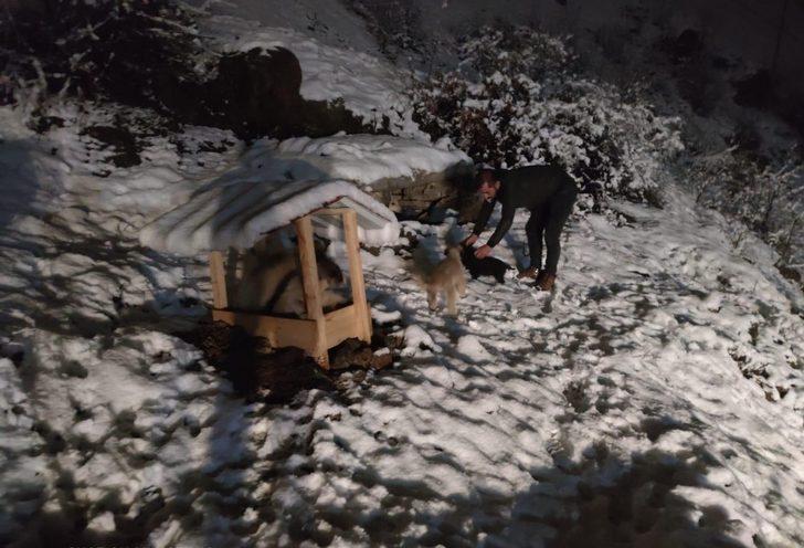 Uludere’de donmak üzere olan yavru köpekler kurtarıldı G1