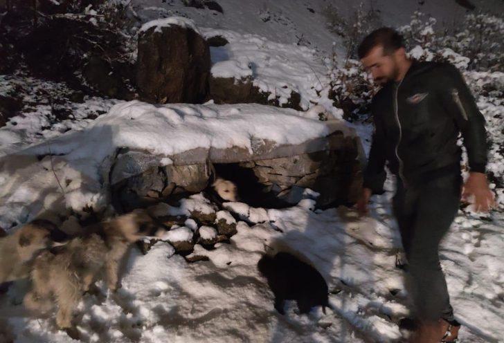 Uludere’de donmak üzere olan yavru köpekler kurtarıldı G2