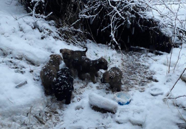 Uludere’de donmak üzere olan yavru köpekler kurtarıldı G3