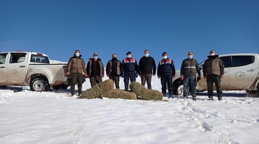 Yaban koyunlarına yem bırakıldı