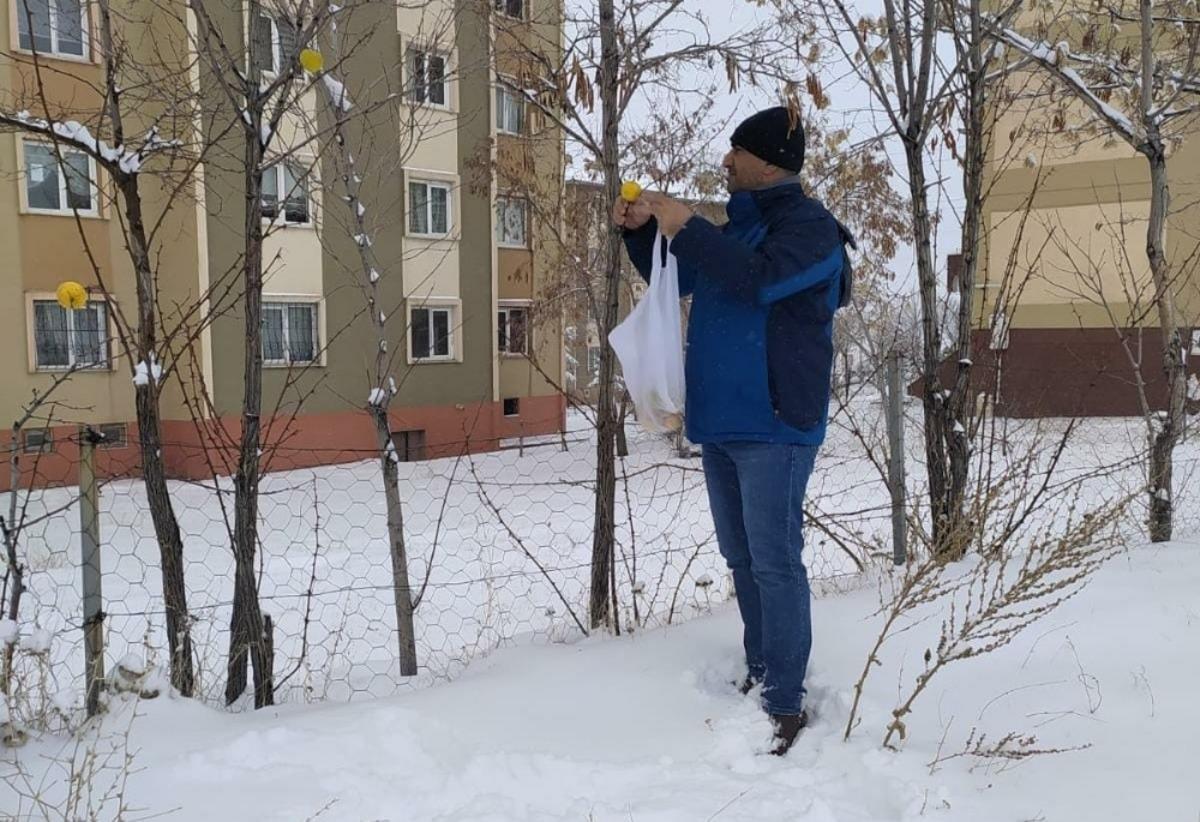 Kuşlar i&ccedil;in ağa&ccedil;lara elma astı