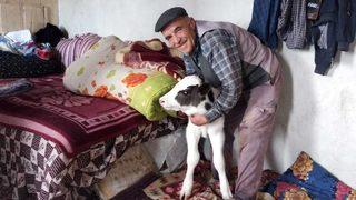 Sakarya'da bir çiftçi soğuk hava nedeniyle buzağıya evinde bakıyor