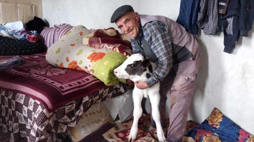 Sakarya'da bir &ccedil;ift&ccedil;i soğuk hava nedeniyle buzağıya evinde bakıyor