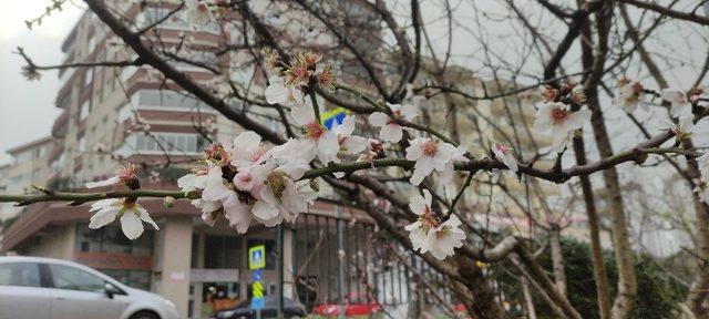 Ağaçlar yalancı bahara aldandı çiçek açtı