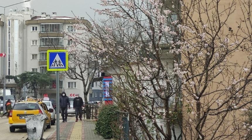 Ağa&ccedil;lar yalancı bahara aldandı &ccedil;i&ccedil;ek a&ccedil;tı