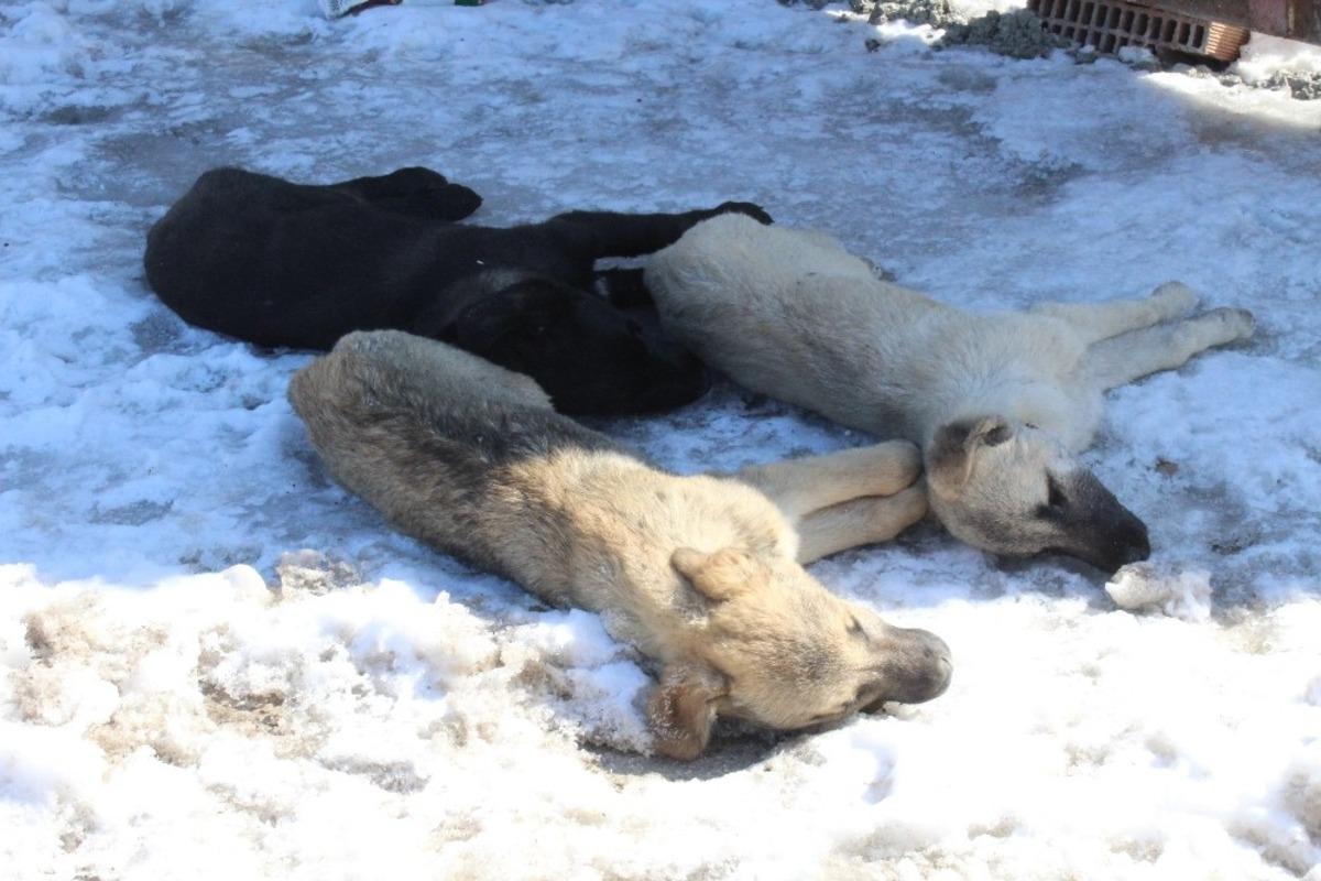 Başkentte 3 k&ouml;peğin ş&uuml;pheli &ouml;l&uuml;m&uuml;