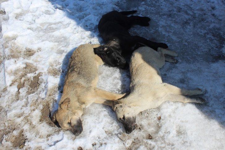 Başkentte 3 köpeğin şüpheli ölümü G3