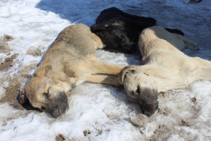 Başkentte 3 köpeğin şüpheli ölümü G4