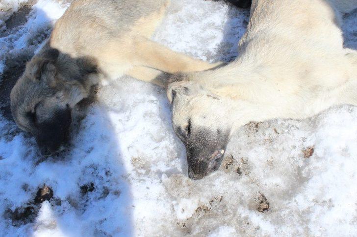 Başkentte 3 köpeğin şüpheli ölümü G5