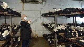 Hobi olarak mantar üretimine başlayan kadın girişimci ayda 45 bin lira kazanıyor