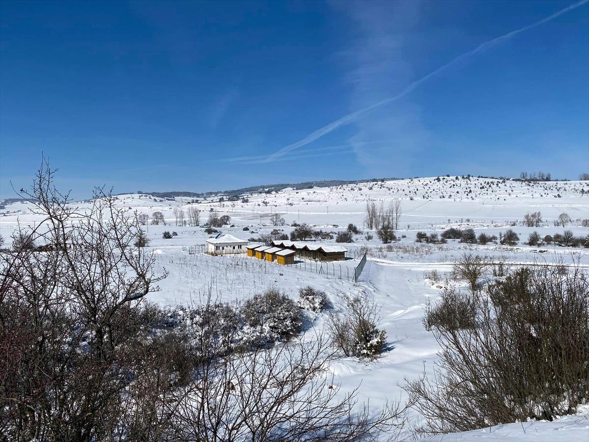 Eflani ge&ccedil;ici hayvan barınağı sokak hayvanlarına yuva oldu