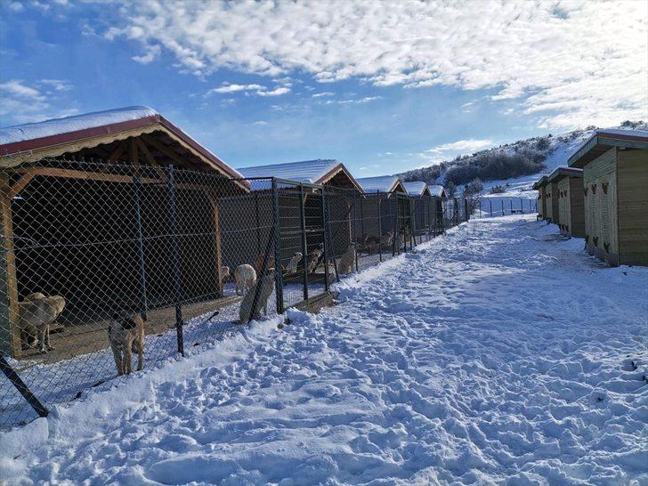 Eflani geçici hayvan barınağı sokak hayvanlarına yuva oldu G2