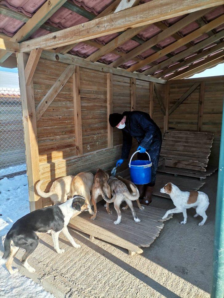 Eflani geçici hayvan barınağı sokak hayvanlarına yuva oldu G4