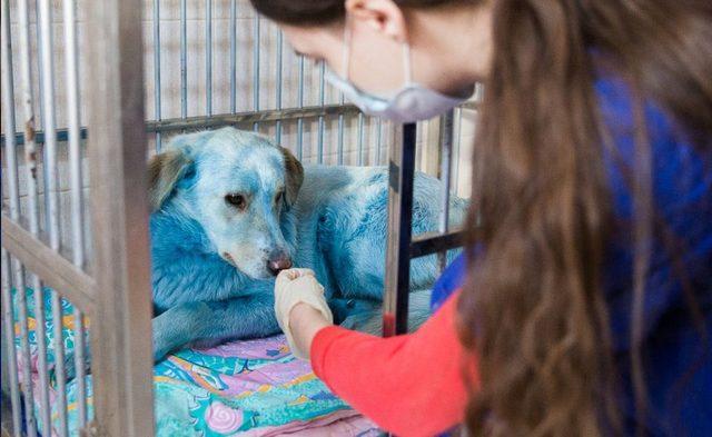 Rusya, maviye boyanmış sokak köpeklerinin gizemini çözmeye çalışıyor 1
