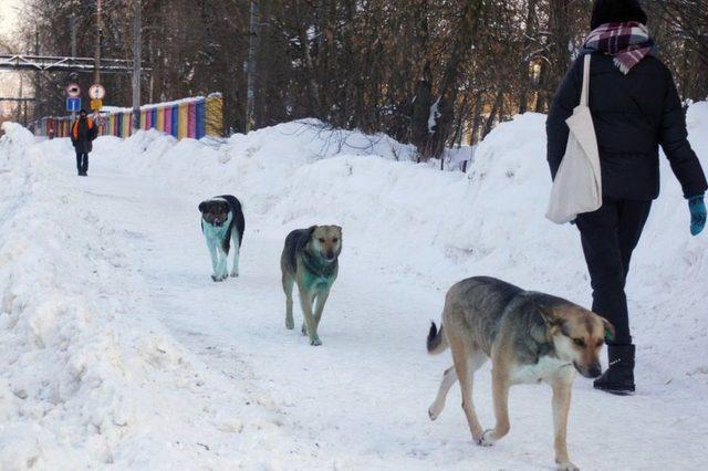 Rusya, maviye boyanmış sokak köpeklerinin gizemini çözmeye çalışıyor 2
