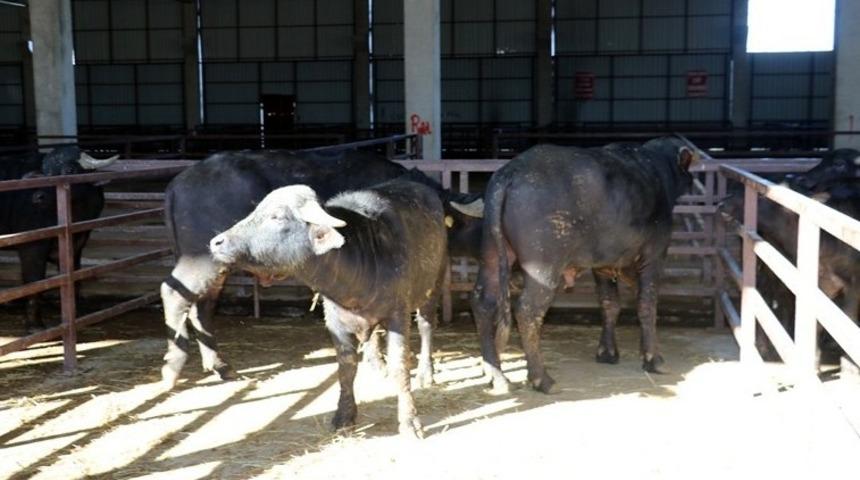 Damızlık manda d&uuml;vesi yetiştiricilerine y&uuml;zde 50 hibe desteği sağlanacak