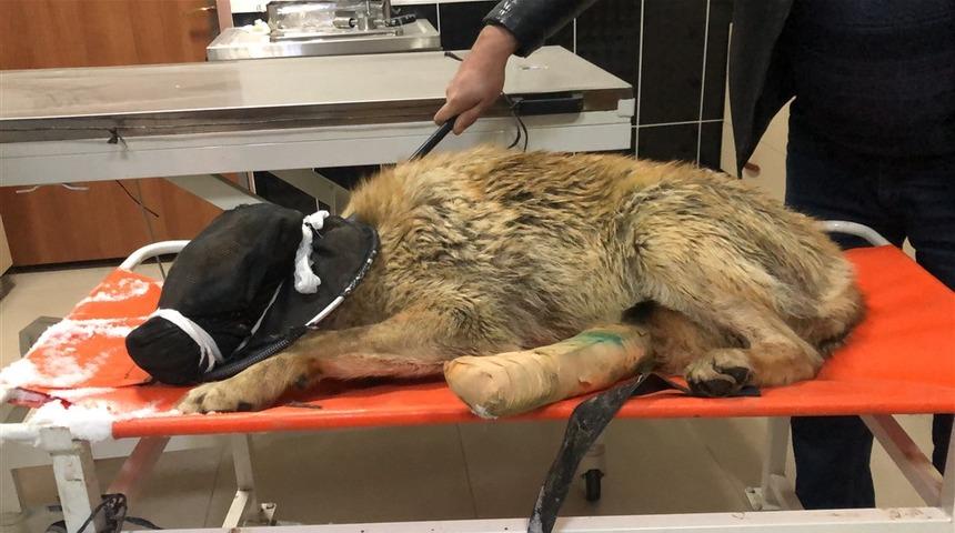 Bingöl'de yaralı bulunan kurt, Kars’ta tedaviye alındı