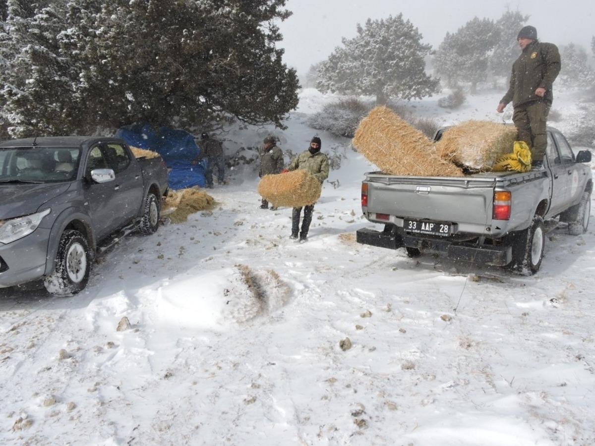 Mersin&rsquo;de yaban hayvanları unutulmadı