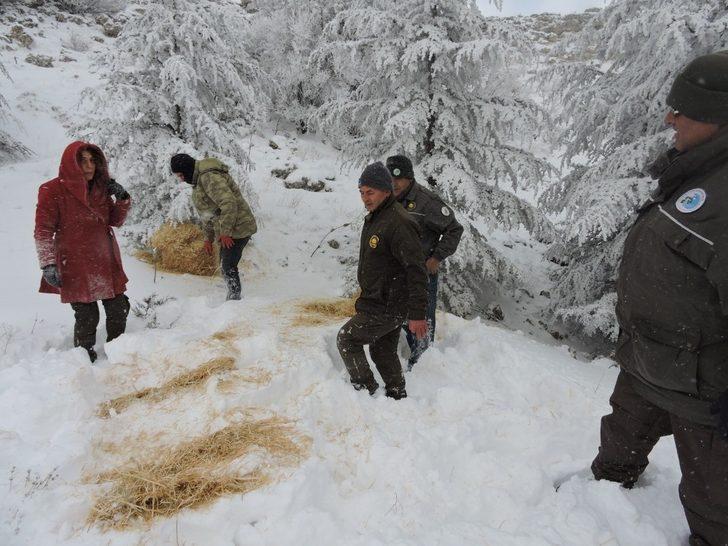 Mersin’de yaban hayvanları unutulmadı G4