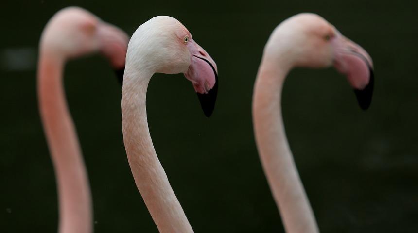 Bursa Hayvanat Bahçesi'nde 12 yeni flamingo dünyaya geldi