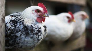 'H5N8 virüsü ilk kez insanlarda tespit edildi'