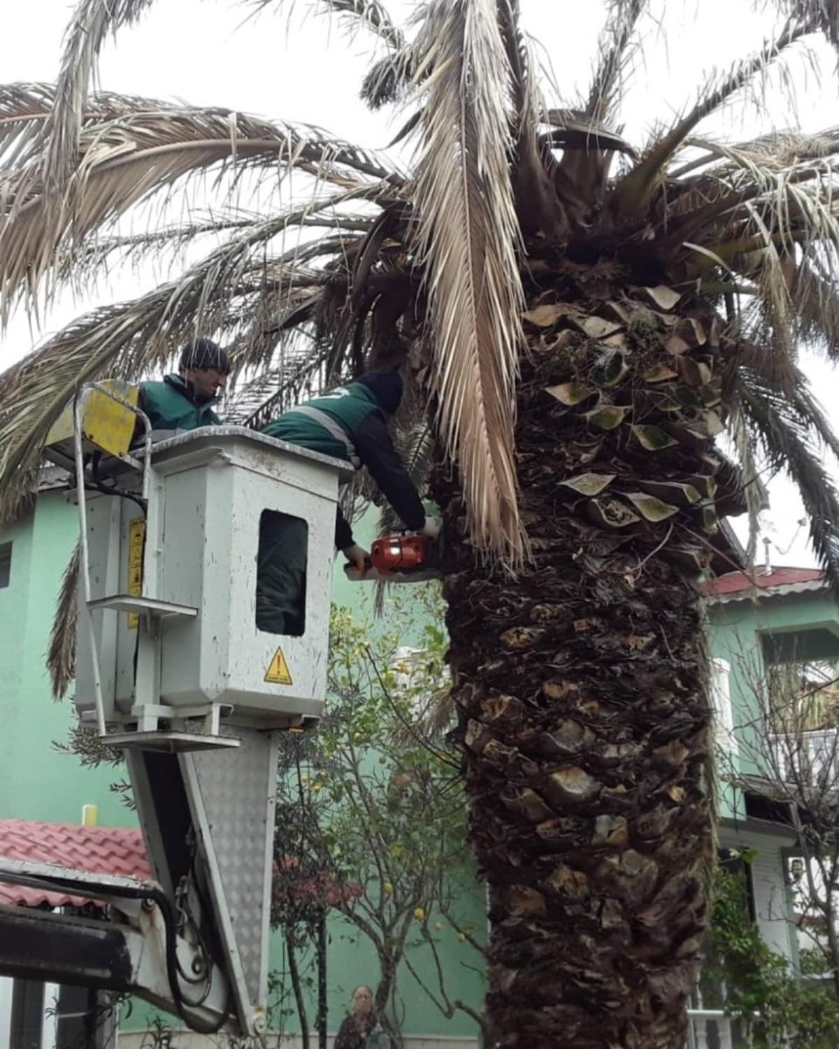 Ayvalık&rsquo;ın simgelerinden palmiyeleri i&ccedil;in &rsquo;kırmızı&rsquo; m&uuml;cadele