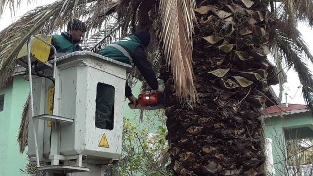 Ayvalık’ın simgelerinden palmiyeleri için ’kırmızı’ mücadele