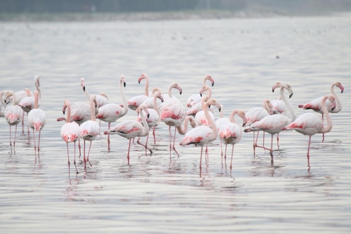 İzmit K&ouml;rfezi&rsquo;nde t&uuml;r sayısı her ge&ccedil;en g&uuml;n artıyor