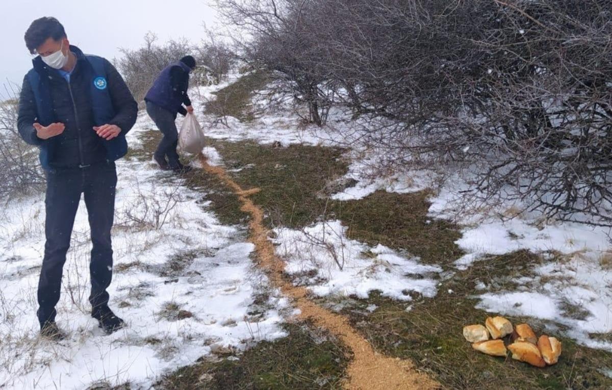 Yaban ve sokak hayvanlarına şefkat eli