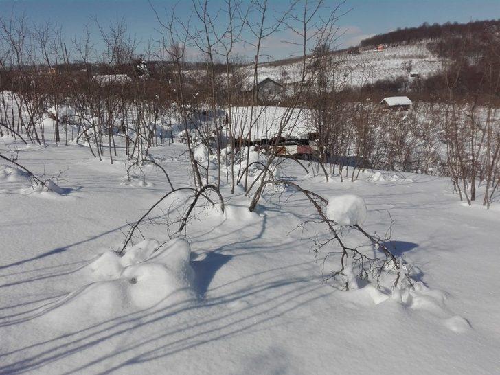 Kar yağışı, fındık dallarının belini büktü G1
