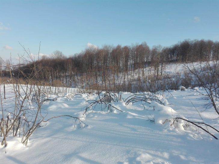 Kar yağışı, fındık dallarının belini büktü G3