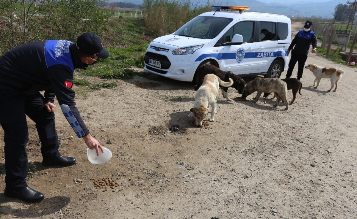 Efeler Belediyesi&rsquo;nin zabıtalar sokağa &ccedil;ıkma kısıtlamasına can dostlar i&ccedil;in mesai yaptı