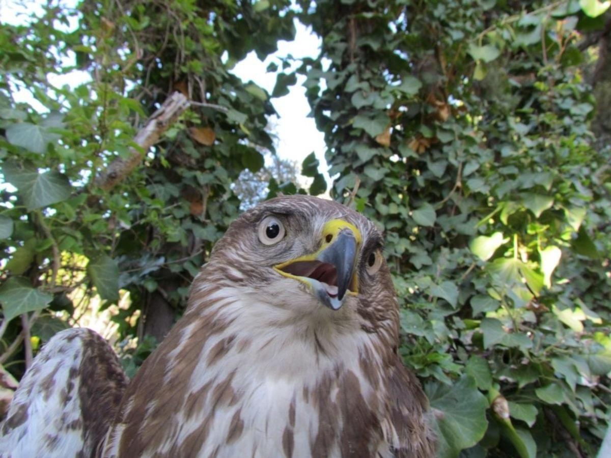 Kanadı kırılan şahin i&ccedil;in seferberlik