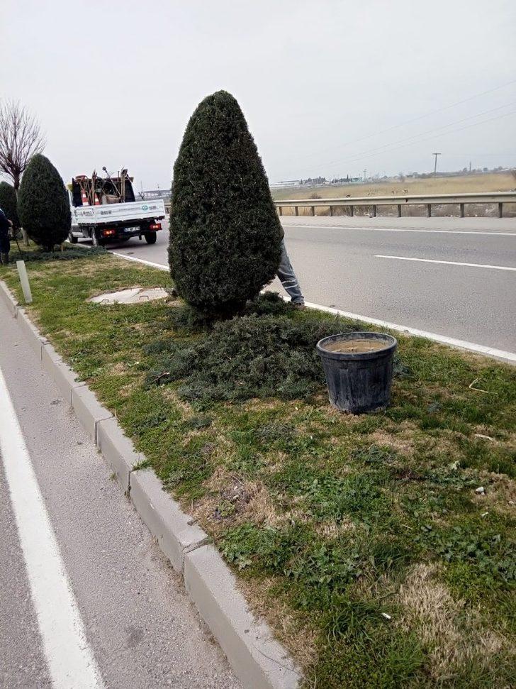 Çevre yoluna 125 yeni ağaç dikildi G3