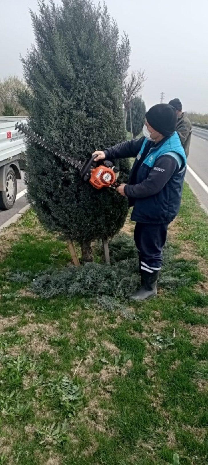 Çevre yoluna 125 yeni ağaç dikildi G4