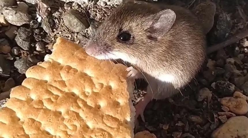 Bahçedeki fareyi elleriyle bisküvi vererek besliyor! 