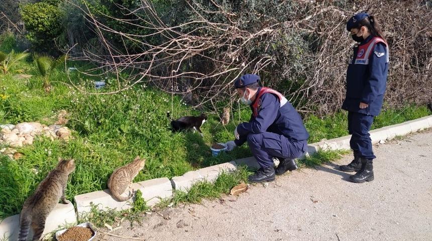 Jandarma ekipleri, kısıtlamada sokak hayvanlarını unutmuyor