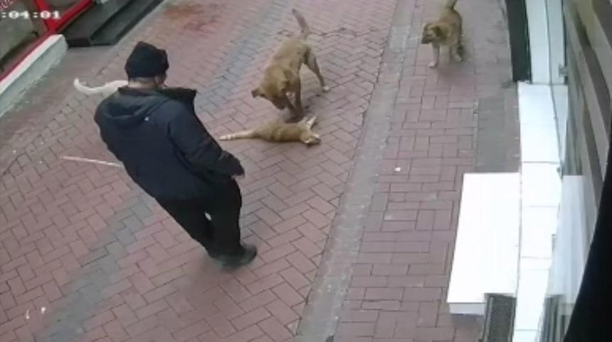Balıkesir'de korkunç olay! Köpeklerine 20 kediyi boğdurttu