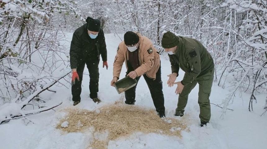 Yaban hayvanları için ormanlık alana yem bırakıldı