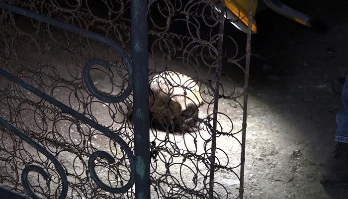 Antalya'da bir evin bahçesinde kafatası bulundu