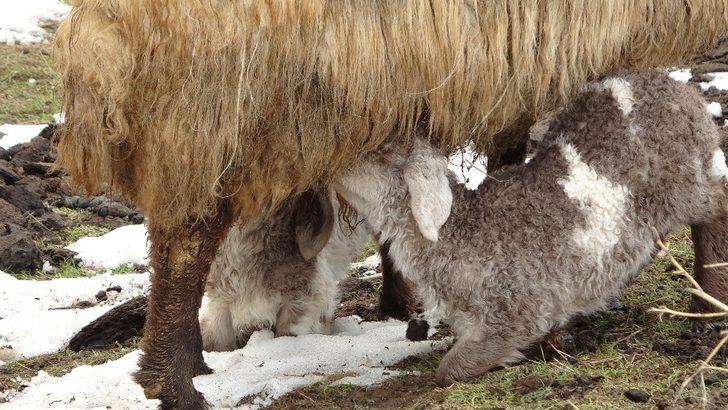 Anneleri telef olan kuzular biberonla besleniyor G1