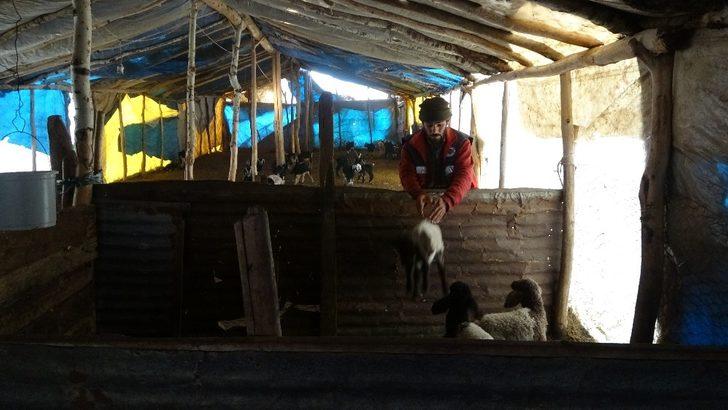 Anneleri telef olan kuzular biberonla besleniyor G3