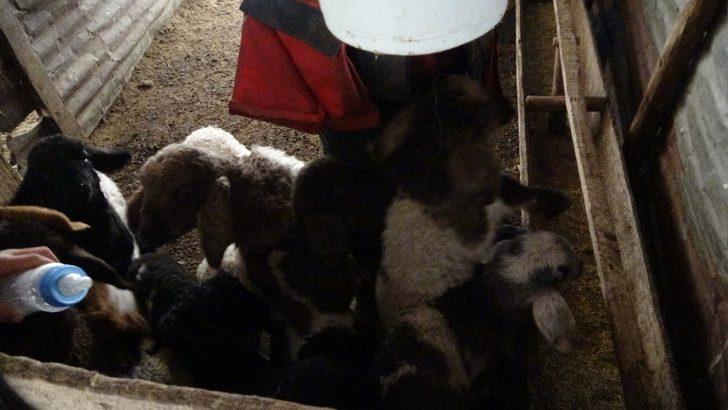 Anneleri telef olan kuzular biberonla besleniyor G4