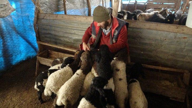 Anneleri telef olan kuzular biberonla besleniyor G5