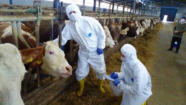 Tekirdağ’da şap aşılama çalışmaları