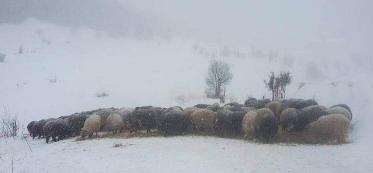 Artvin&rsquo;de karda mahsur kalan &ccedil;obanlar ve s&uuml;r&uuml;lerini kurtarıldı