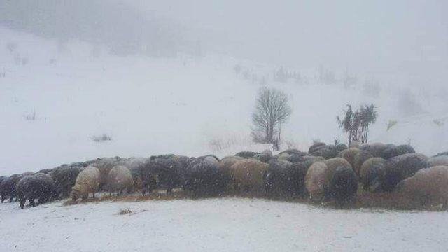 Artvin’de karda mahsur kalan çobanlar ve sürülerini kurtarıldı